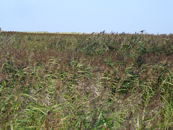 Plants: image 15 0f 15 thumb